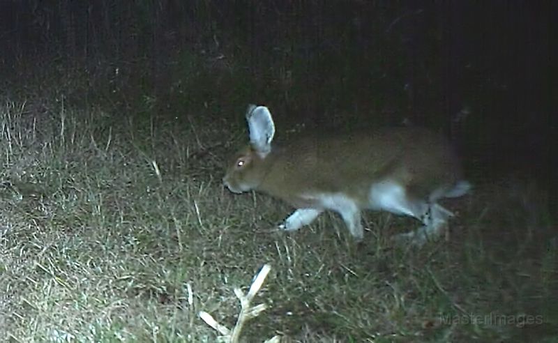 SnowshoeHare_102311_0435hrs0.jpg - Snowshoe Hare (Lepus americanus)